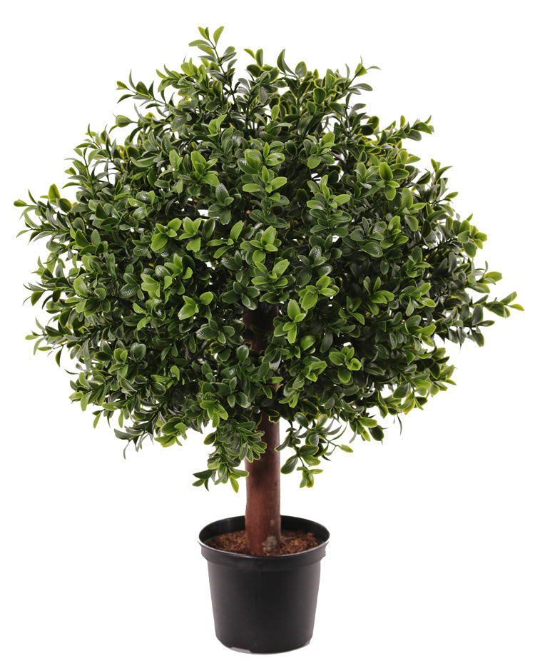 Grünpflanze Buchskugel 45cm