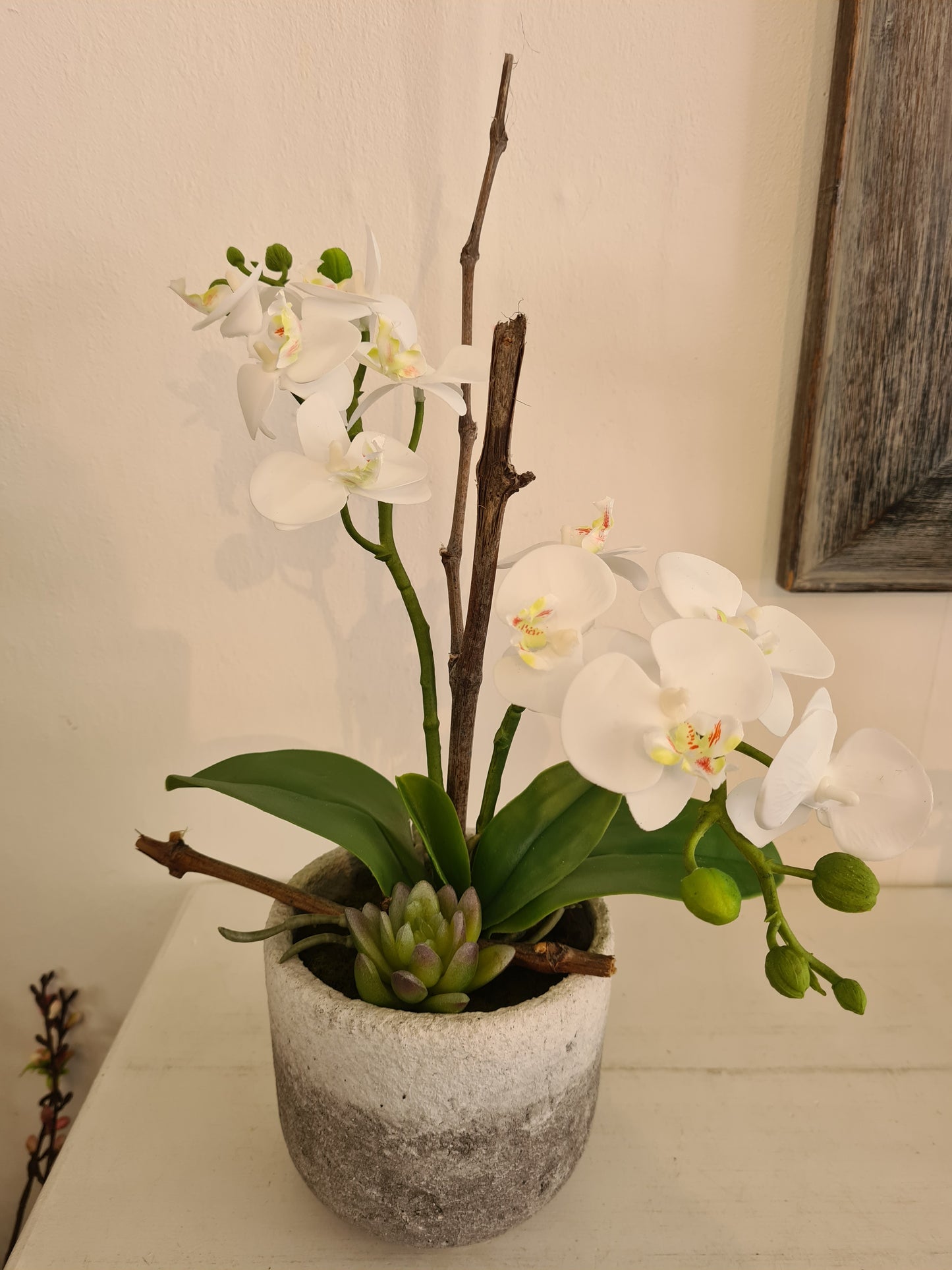Orchidee Phalaenopsis weiß