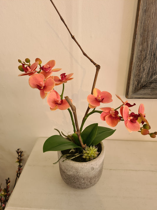 Orchidee Phalaenopsis apricot