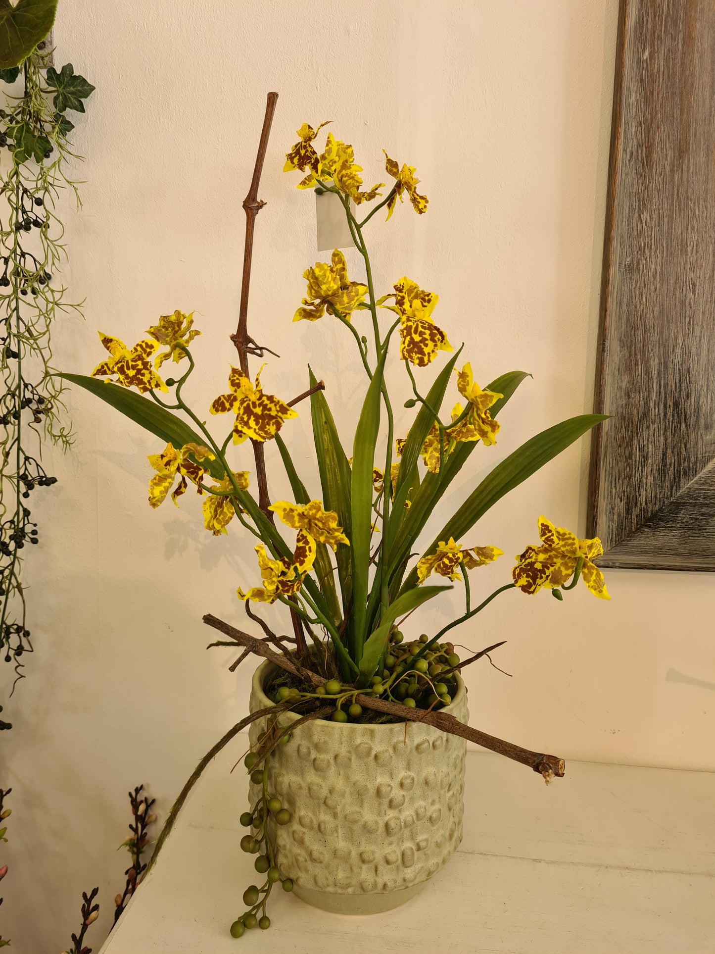 Orchidee Oncidium