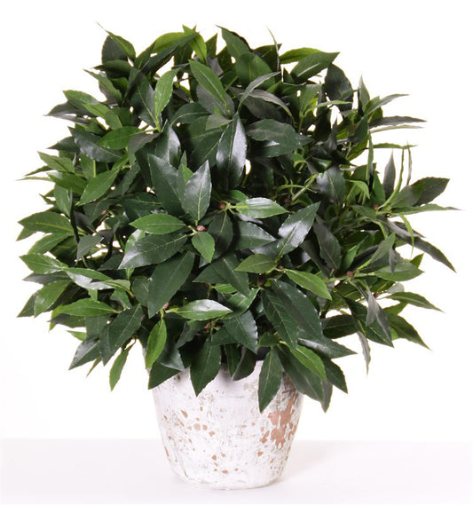 Grünpflanze Lorbeerkugel mit UV-Schutz 50cm