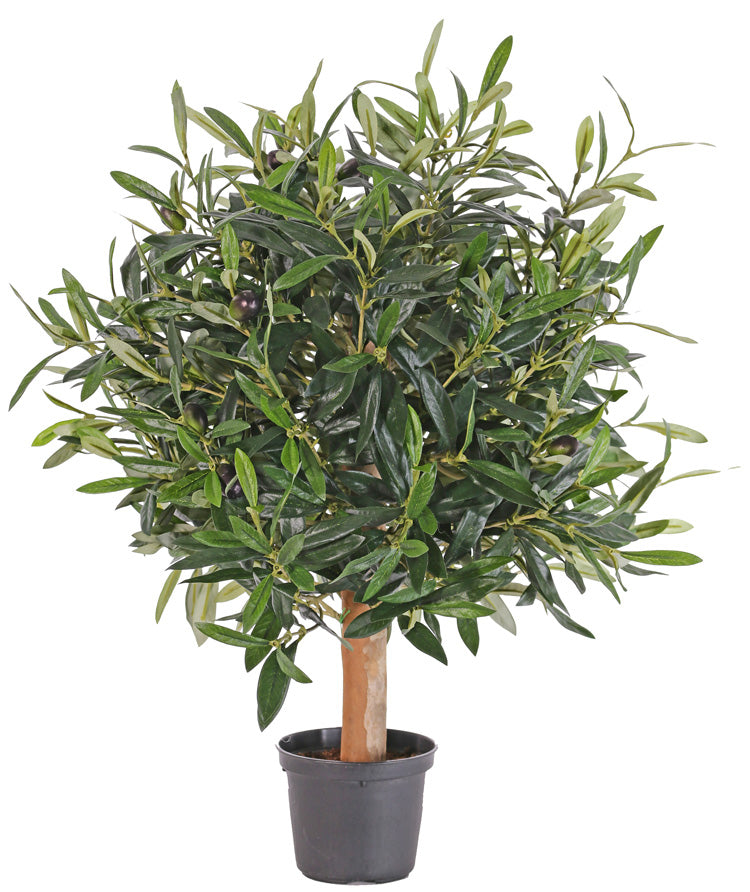 Grünpflanze Olive Hochstamm 50cm