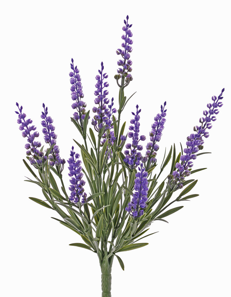 Lavendelpflanze UV-Schutz